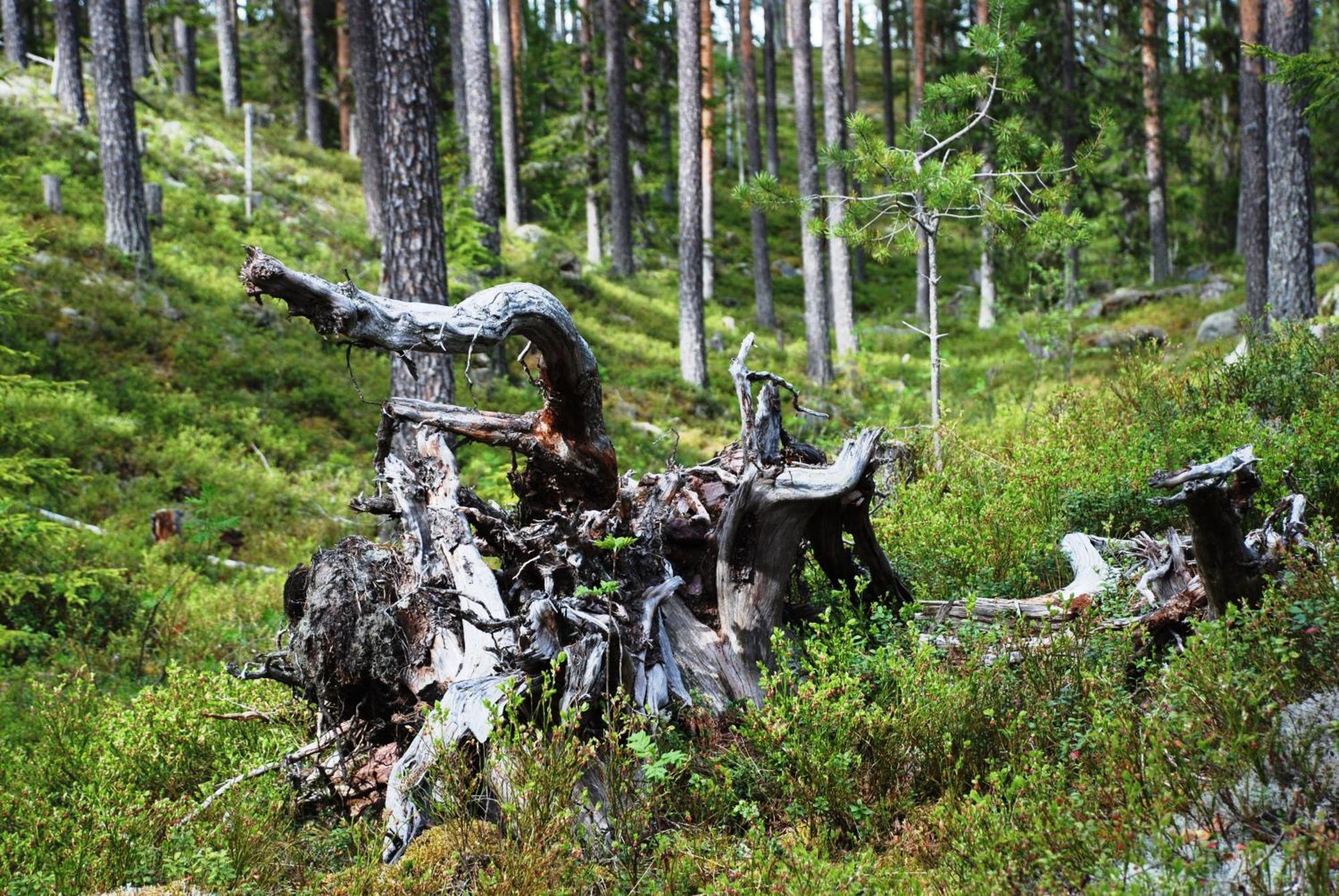 Hytte Anno 1721 Uten Internett, Strom, Vann - Men Med Rodmalt Utedo Ljørdal Dış mekan fotoğraf
